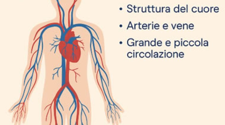 apparato circolatorio lezioni